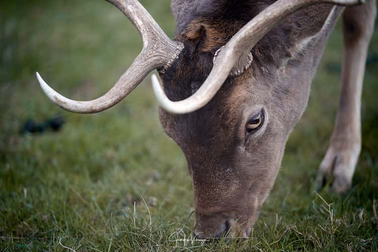 Wildgehege Wildsachsen