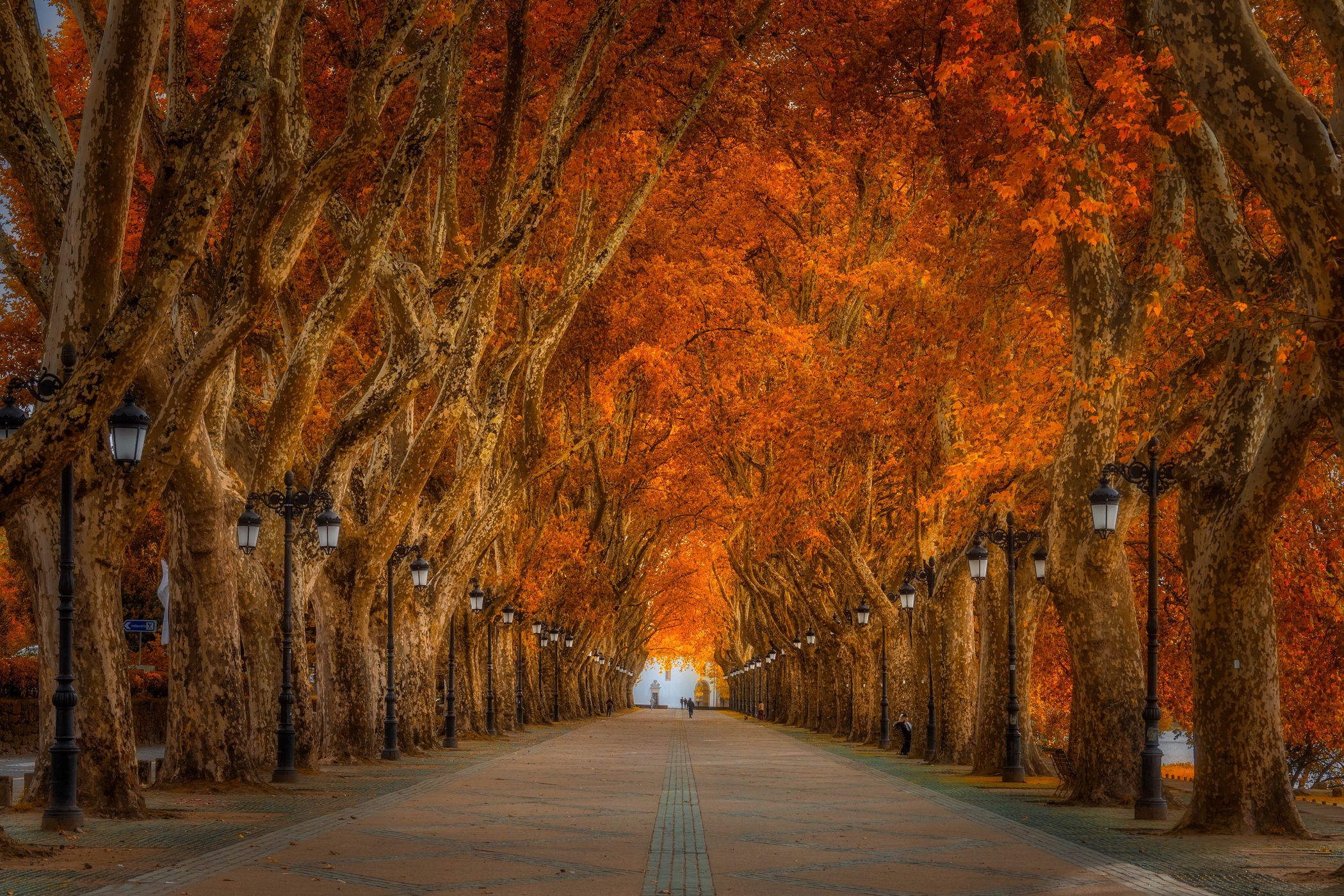 Avenida dos Plátanos, Ponte de Lima, Portugal