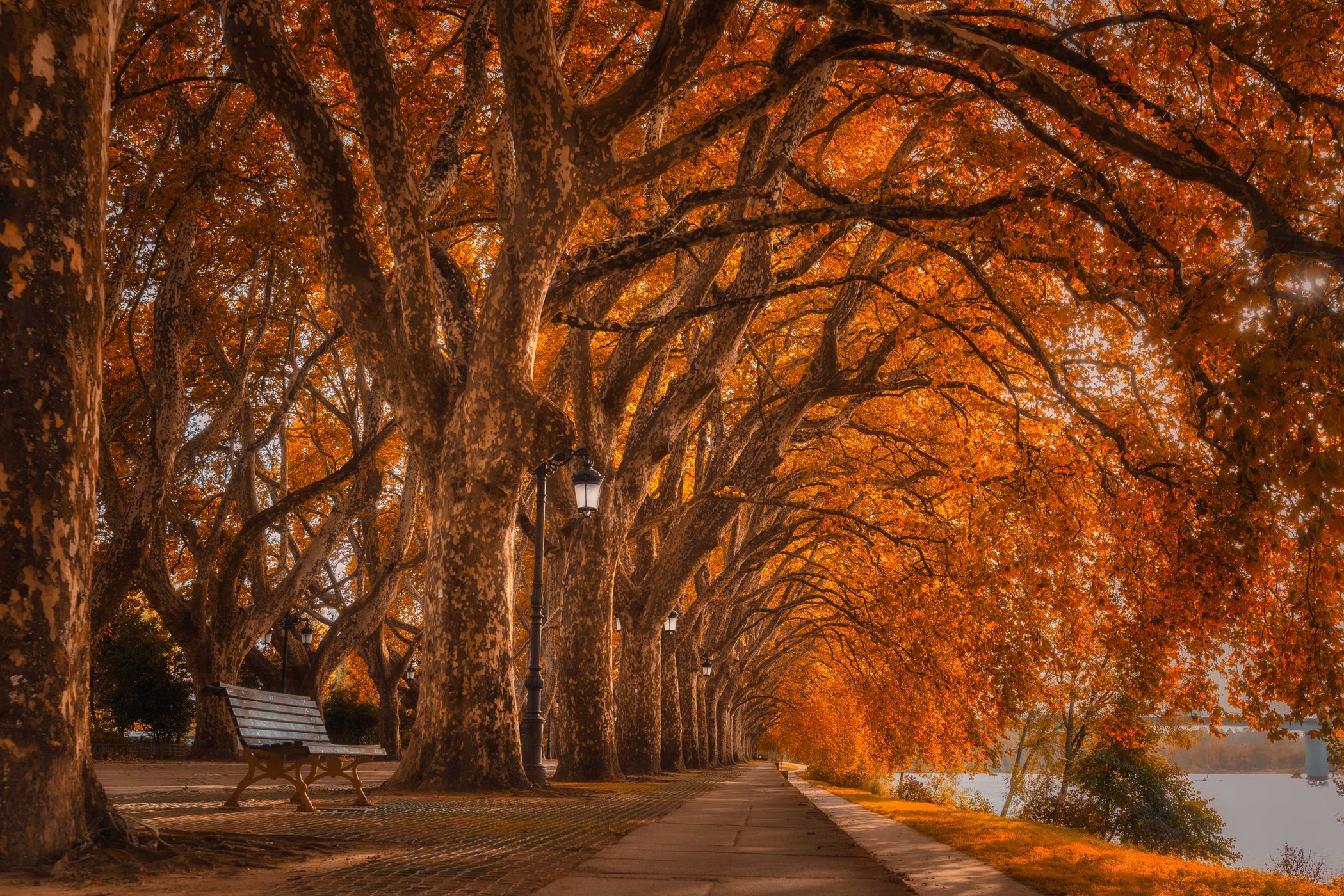 Avenida dos Plátanos, Ponte de Lima, Portugal