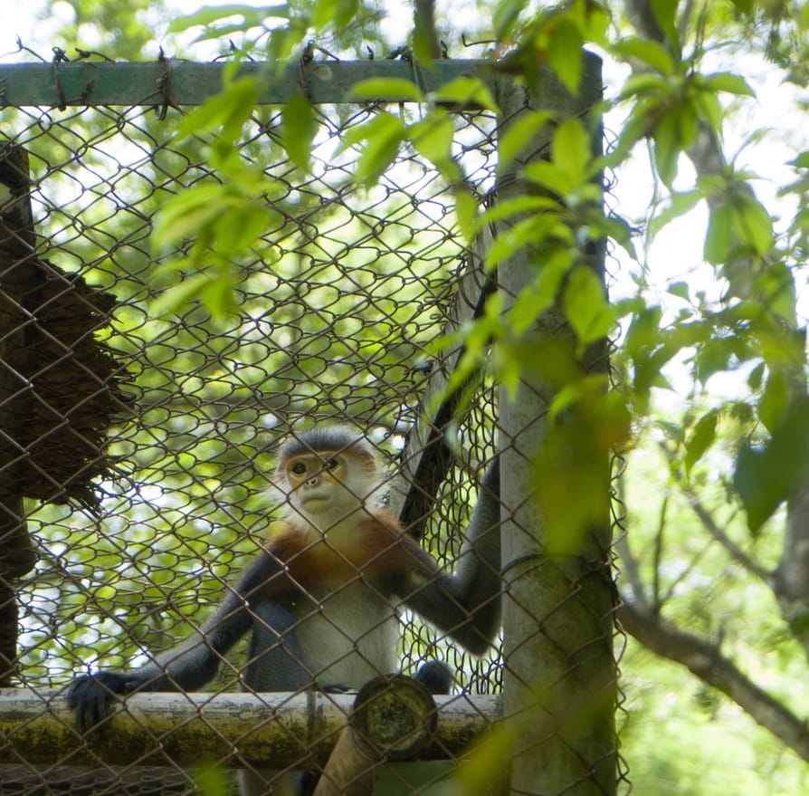 Cuc Phuong National Park, Vietnam