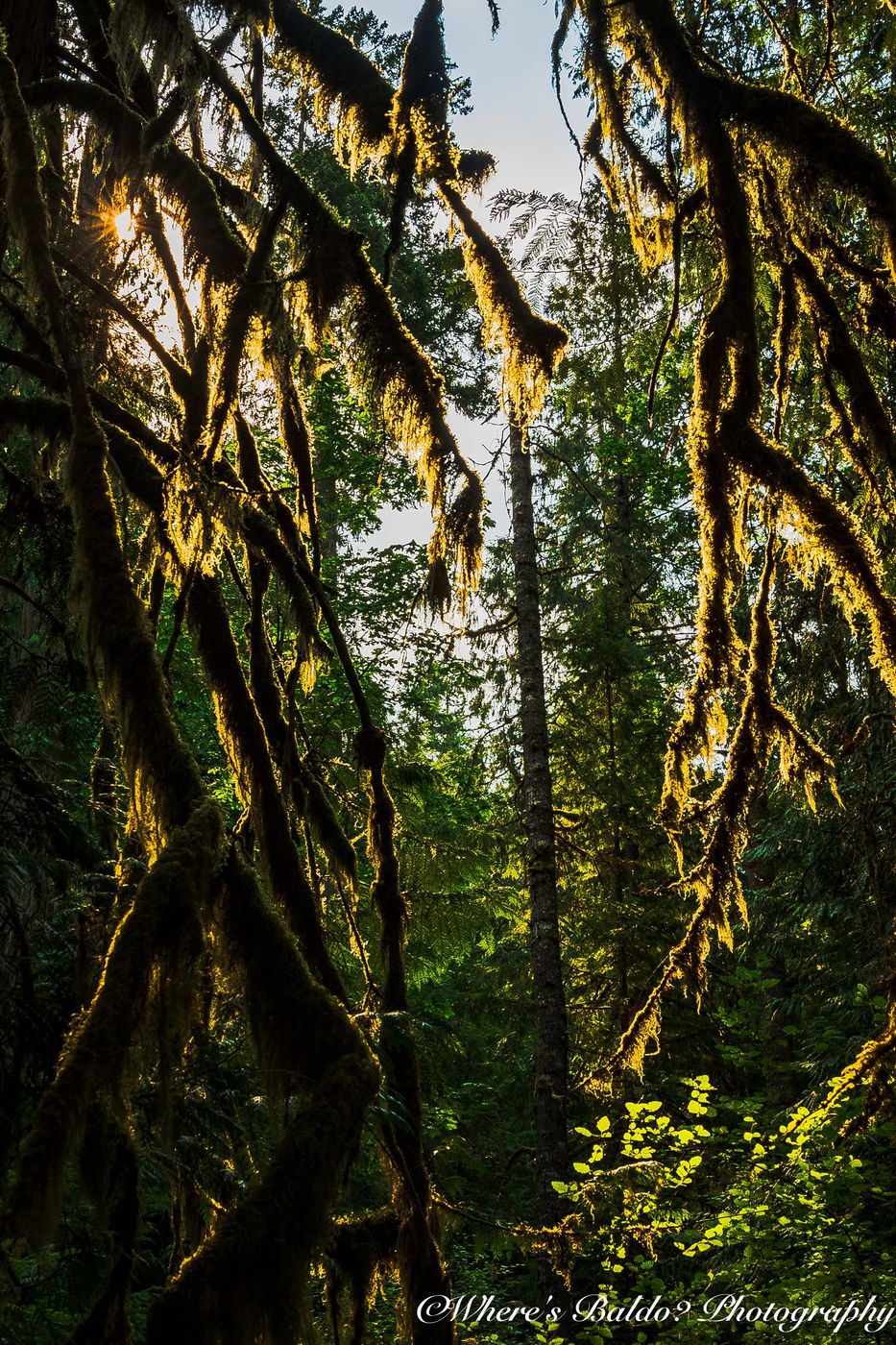 Englishman River Falls Park, Canada