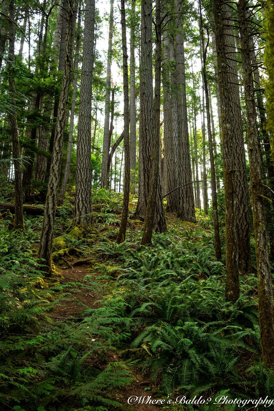 Englishman River Falls Park, Canada