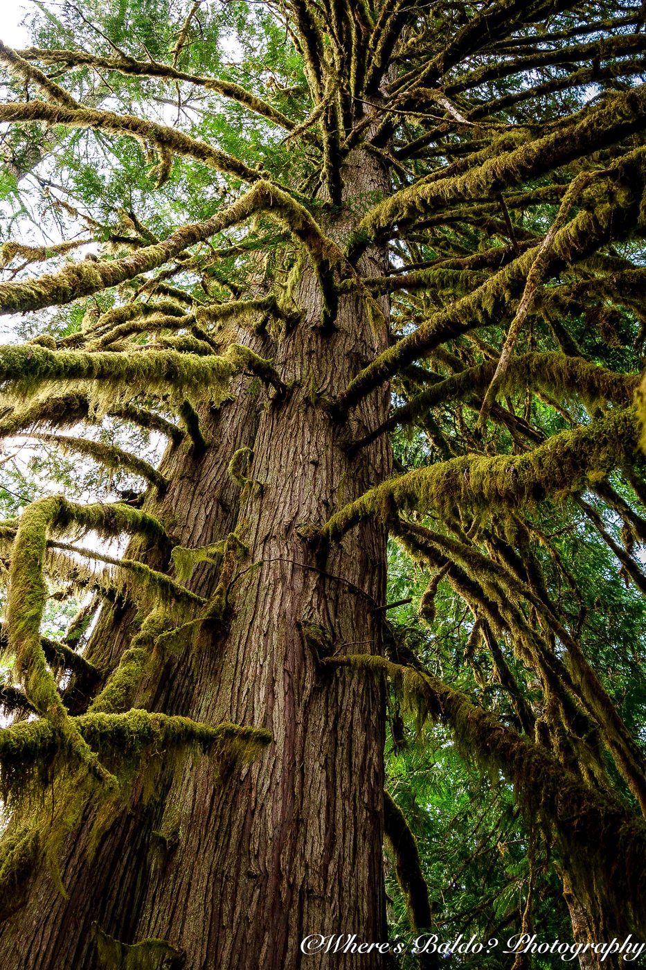 Sunlit Forest Top Spots For This Photo Theme Sunlit Forest Top Spots For This Photo Theme