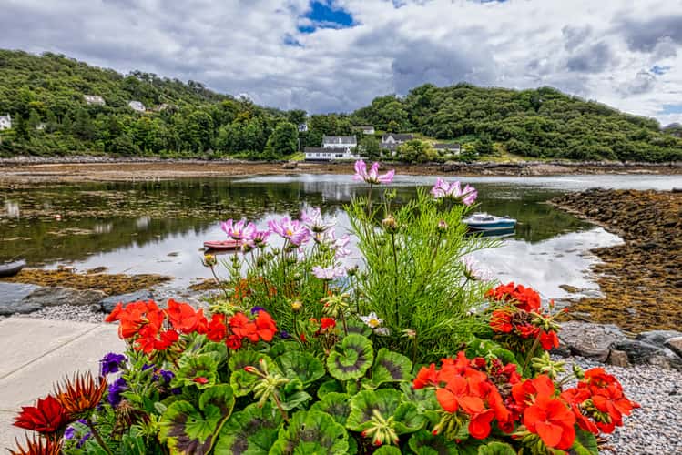 Flowers Gairloch Harbour, Gairloch, Scotland, UK