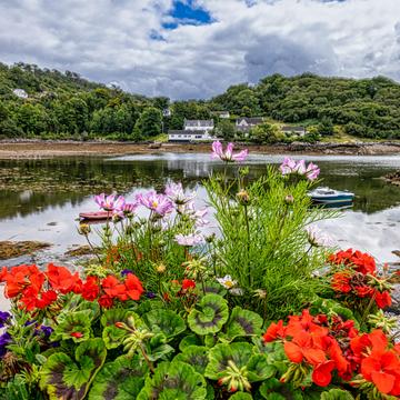 Flowers Gairloch Harbour, Gairloch, Scotland, UK, United Kingdom