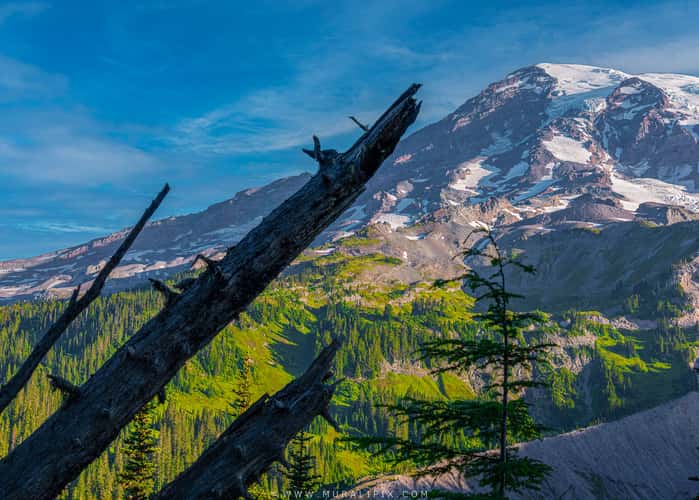 Nisqually Vista Trail