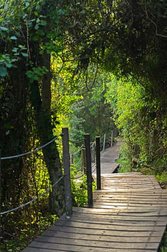 path to the suspention bridge