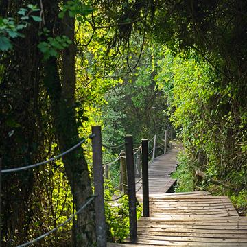 path to the suspention bridge, South Africa