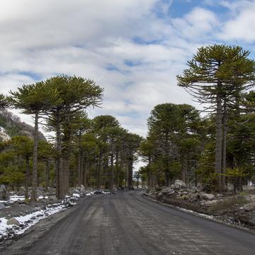 Road to Vulcan Lanin, Argentina