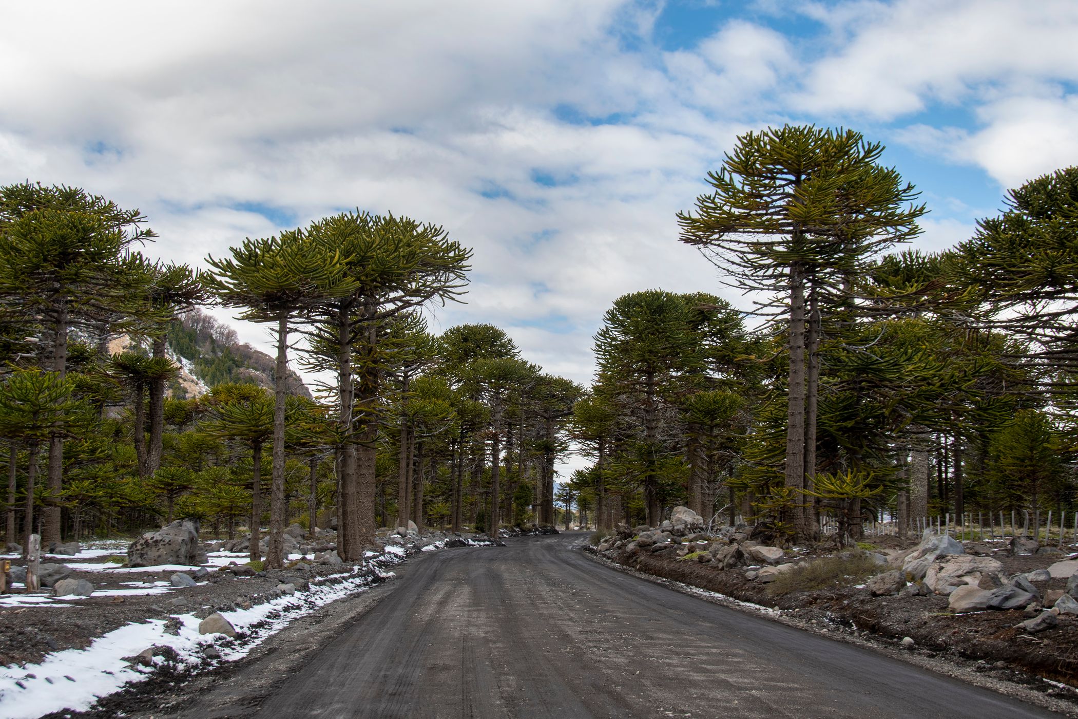 Road to Vulcan Lanin, Argentina