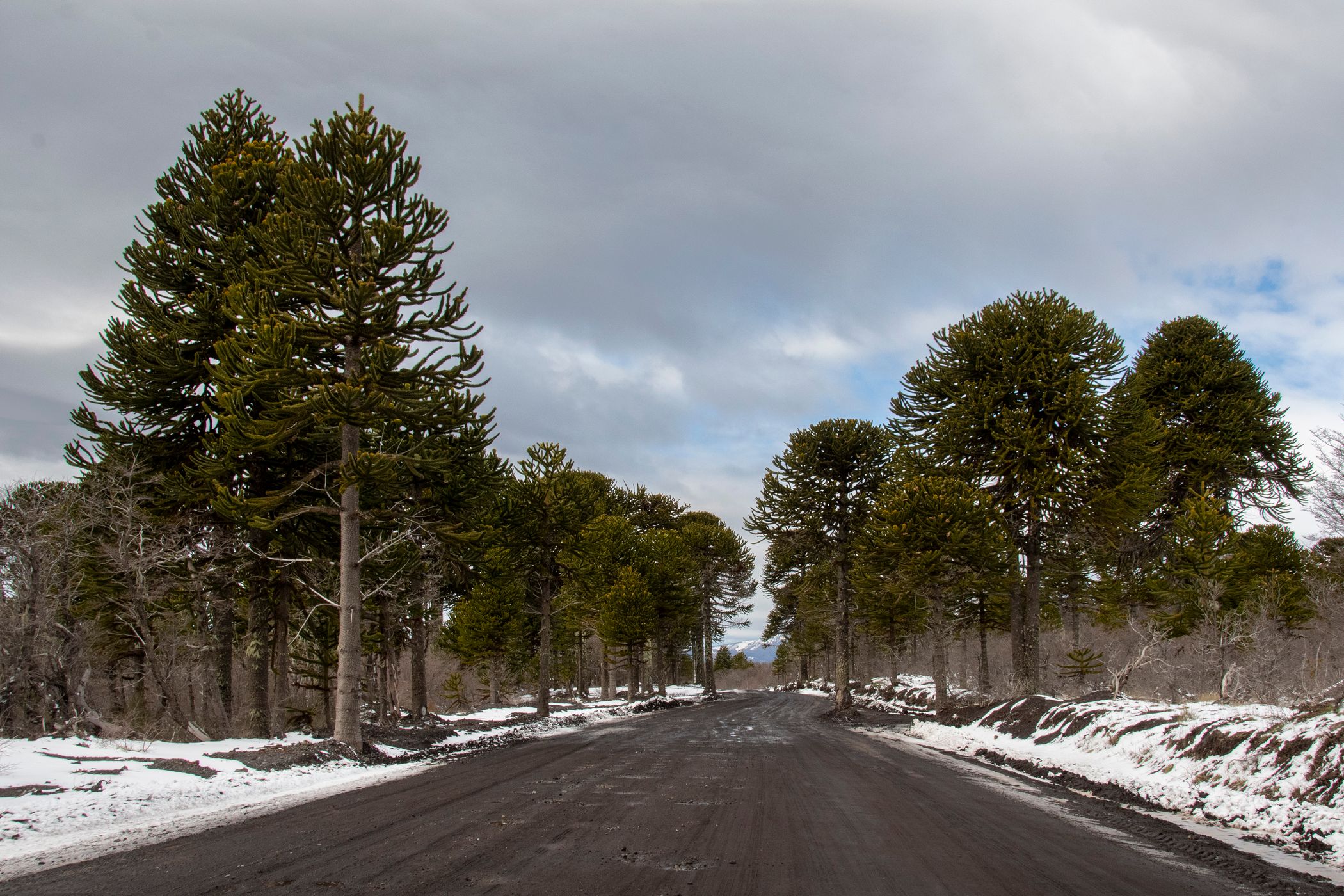 Road to Vulcan Lanin, Argentina