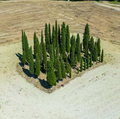 San Quirico d'Orcia, cipressi