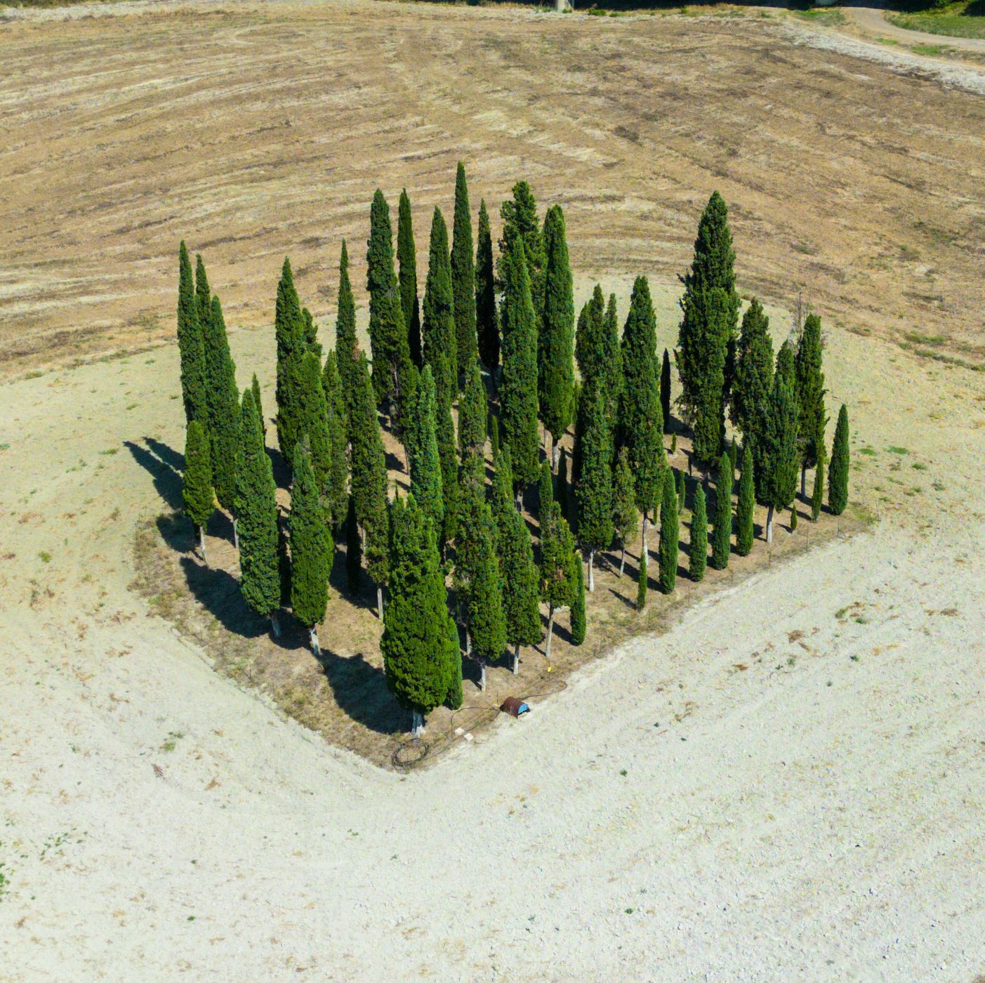San Quirico d'Orcia, cipressi, Italy