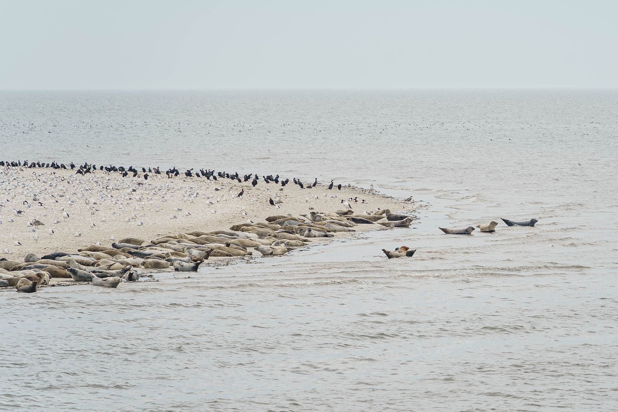 Seal bank off Büsum, Germany