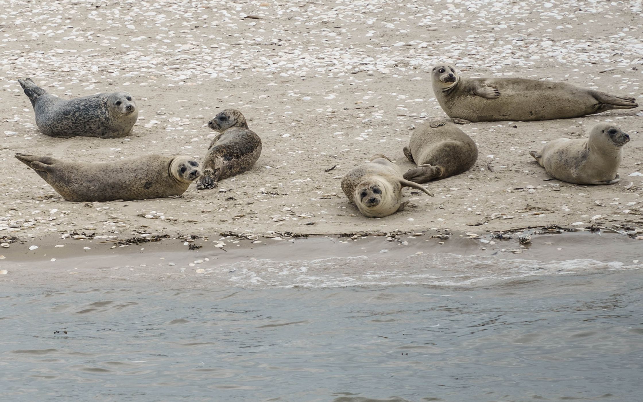 Seal bank off Büsum, Germany