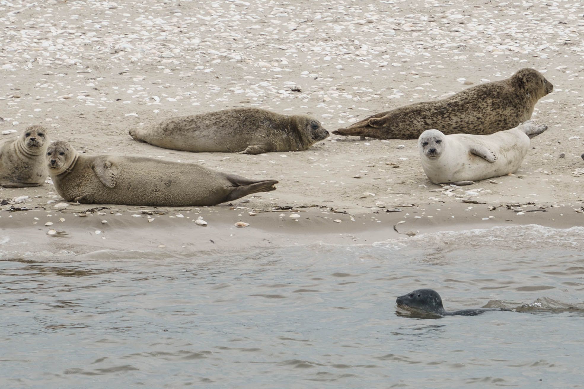 Seal bank off Büsum, Germany