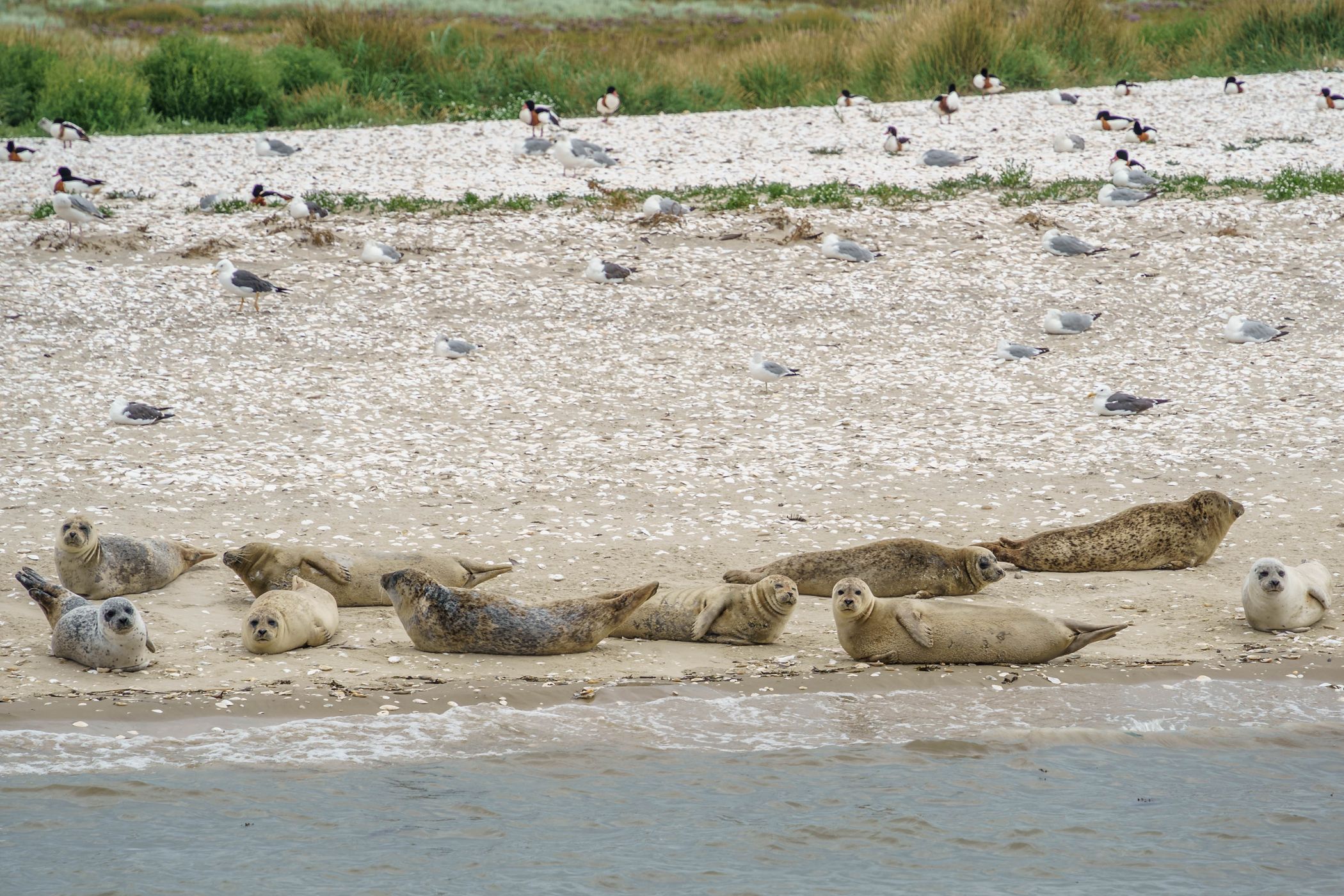 Seal bank off Büsum, Germany