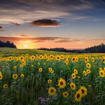 Sunflowers, United Kingdom
