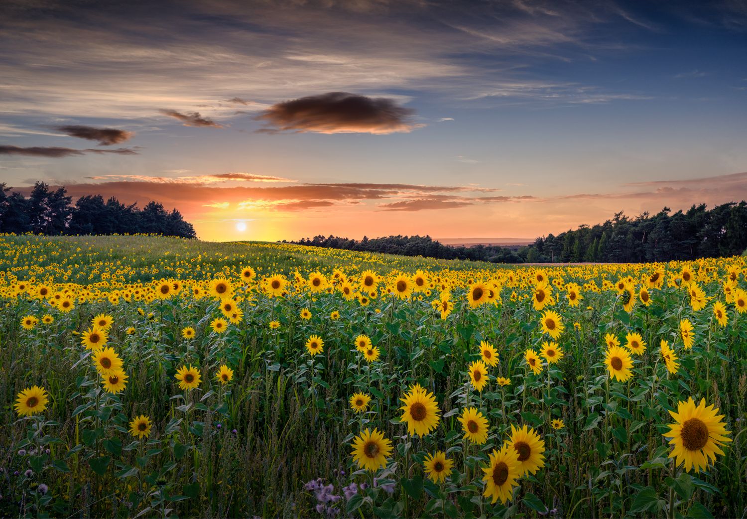 Sunflowers, United Kingdom