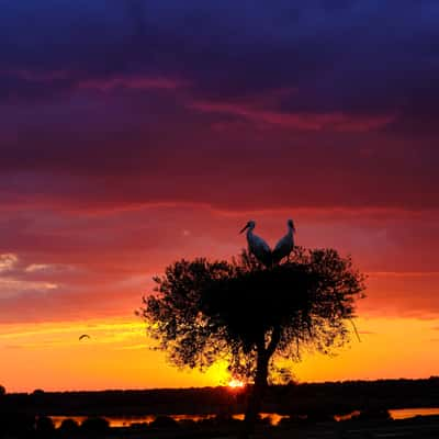 Sunset at Dehesa de Enmedio, Seville, Spain