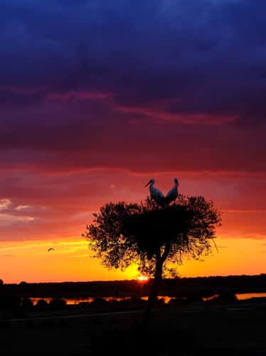 Sunset at Dehesa de Enmedio, Seville