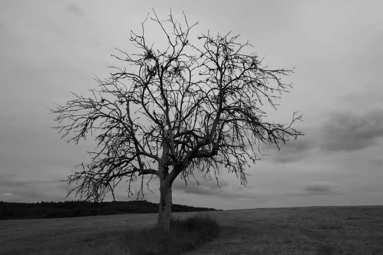 Death Tree