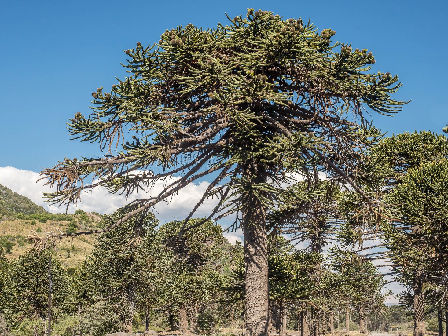 Araucaria in Lanín National Park, Argentina