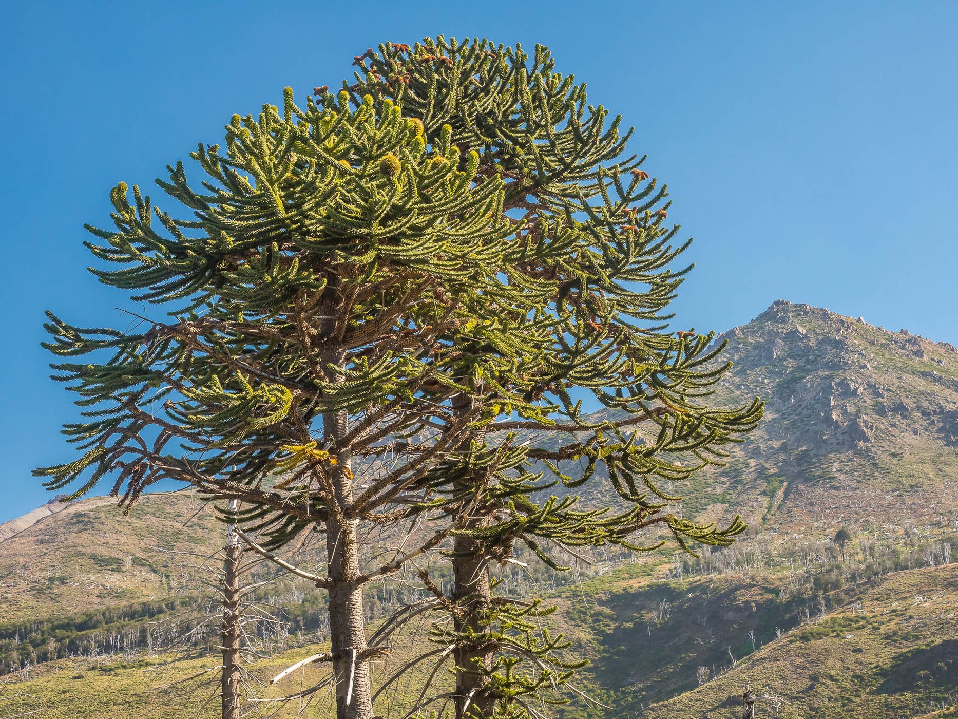 Araucaria in Lanín National Park, Argentina