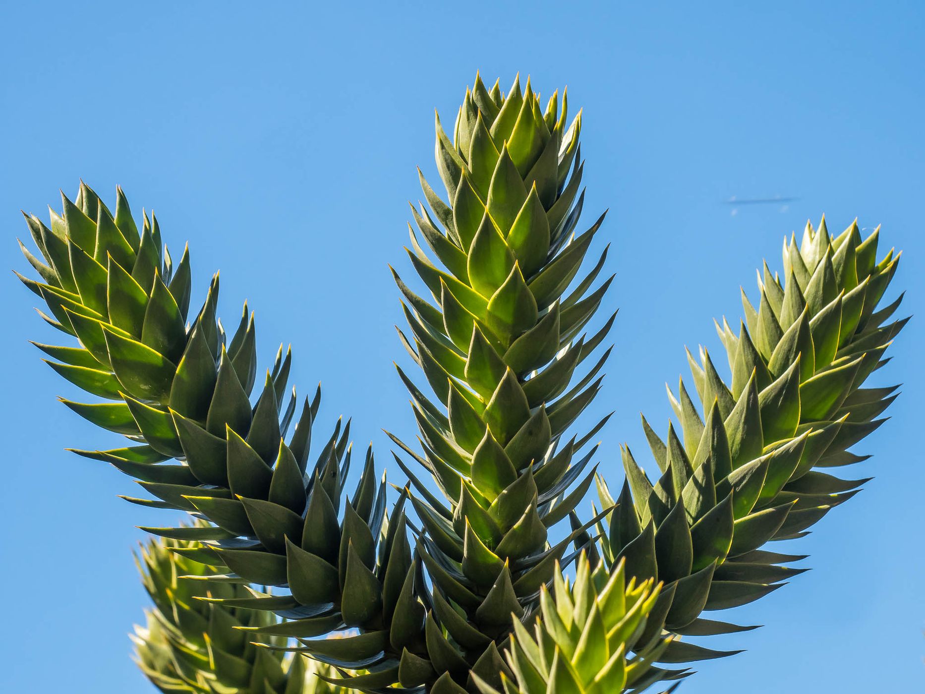 Araucaria in Lanín National Park, Argentina