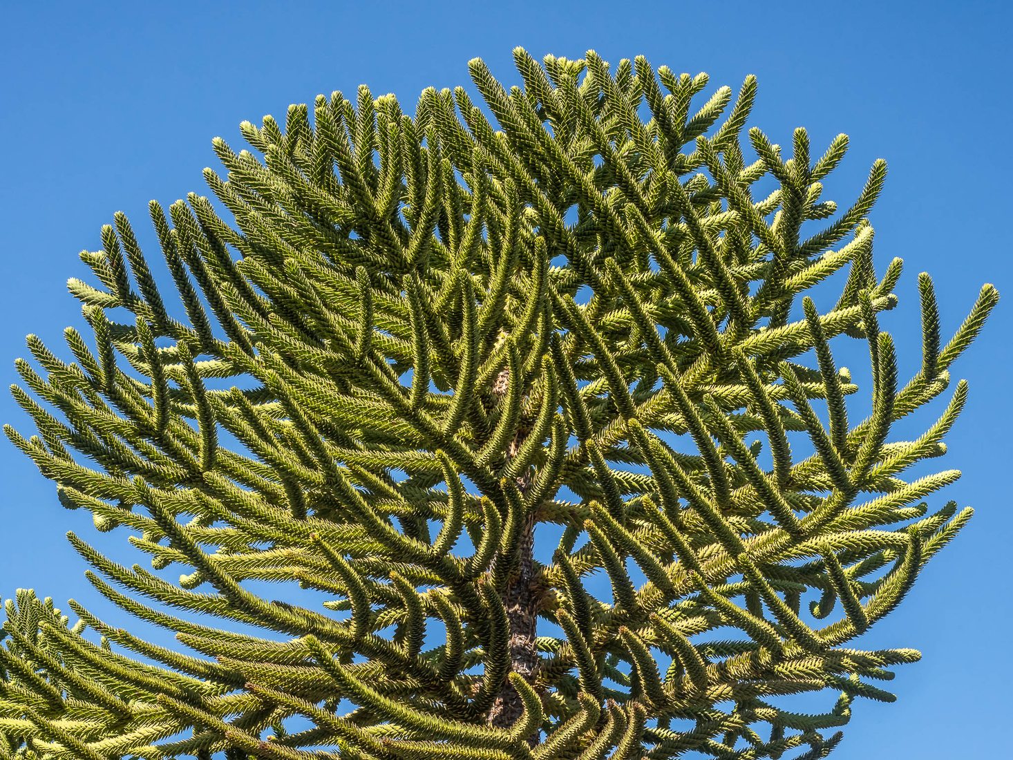 Araucaria in Lanín National Park, Argentina