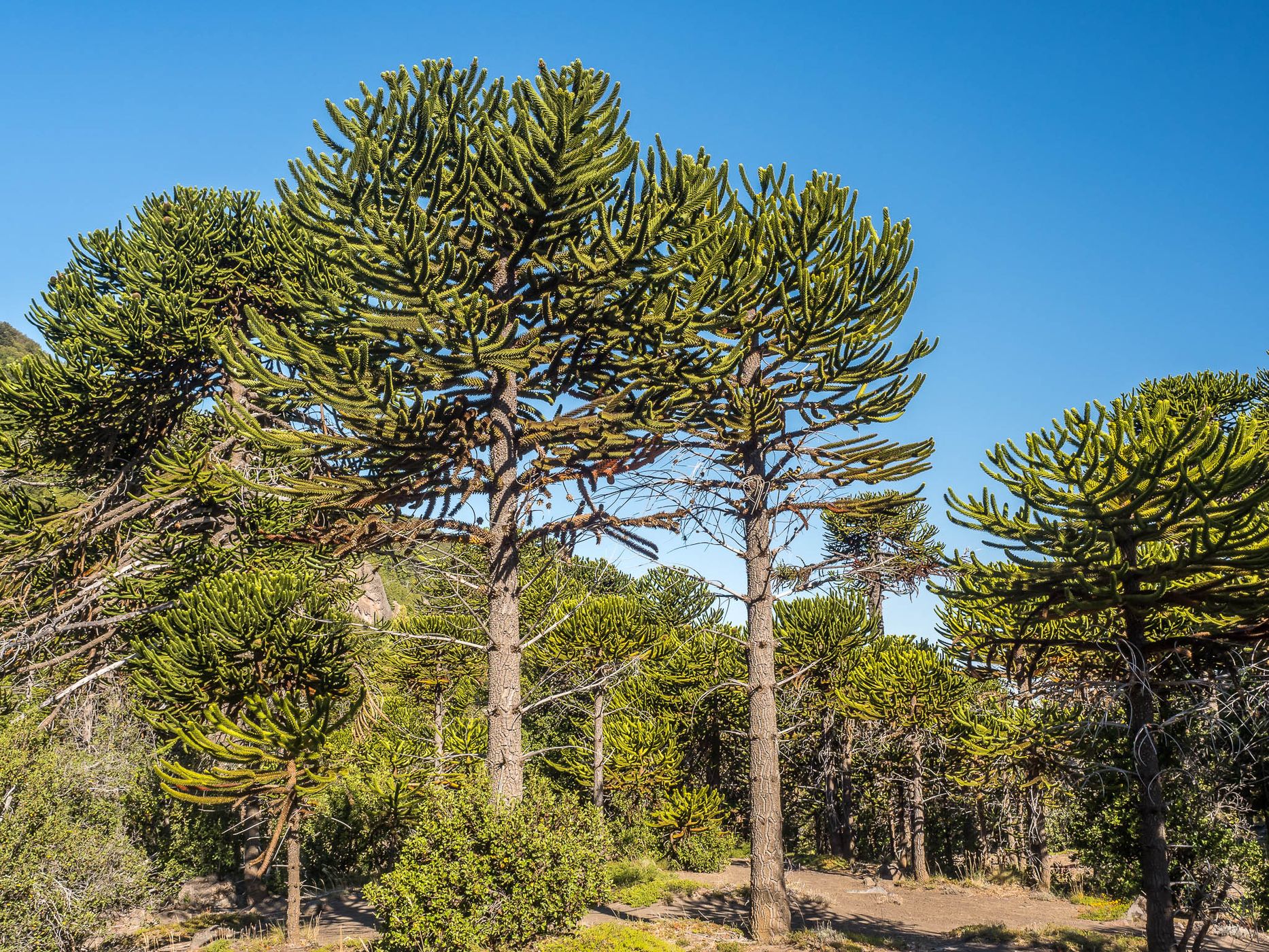 Araucaria in Lanín National Park, Argentina