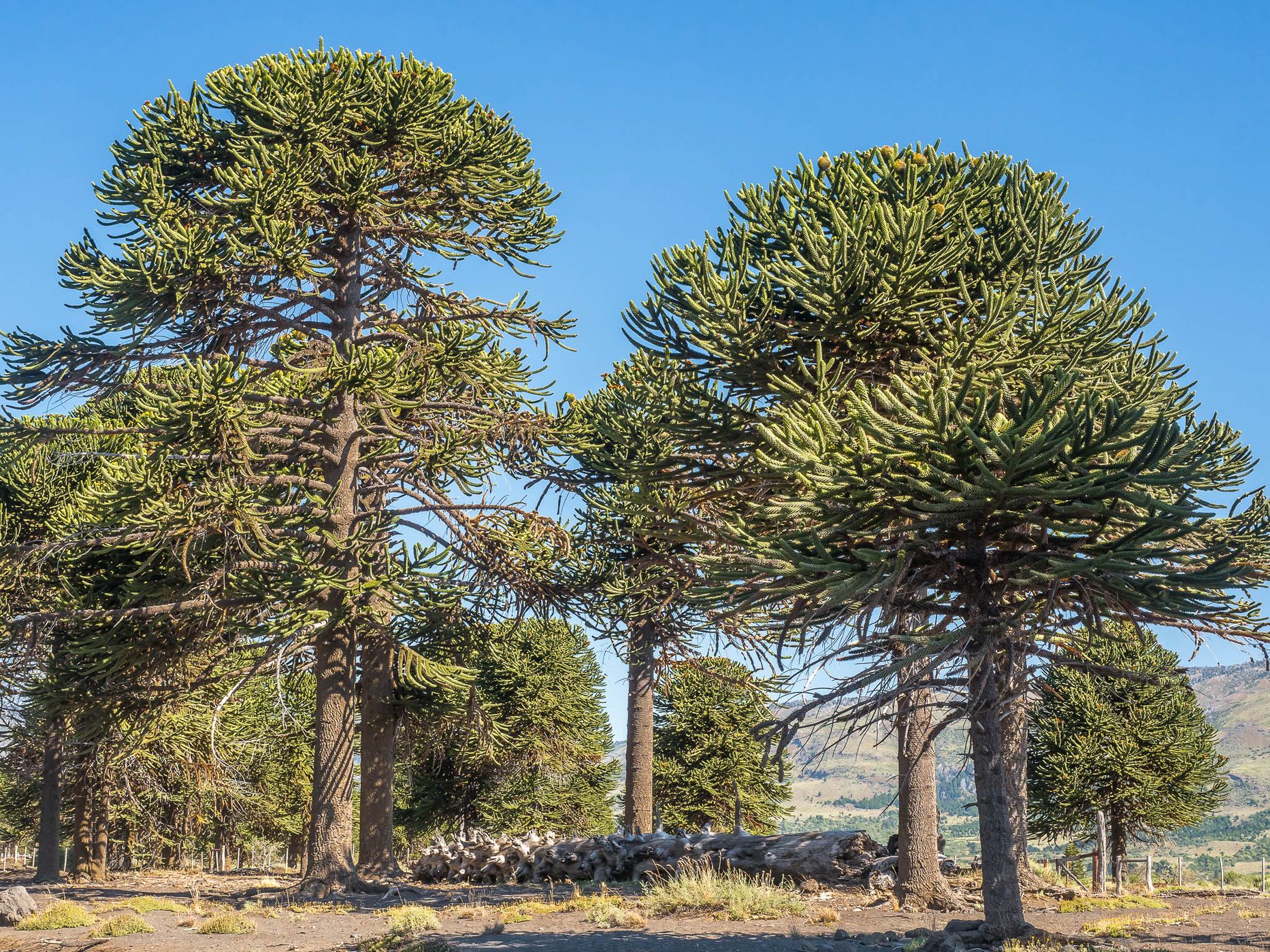 Araucaria in Lanín National Park, Argentina