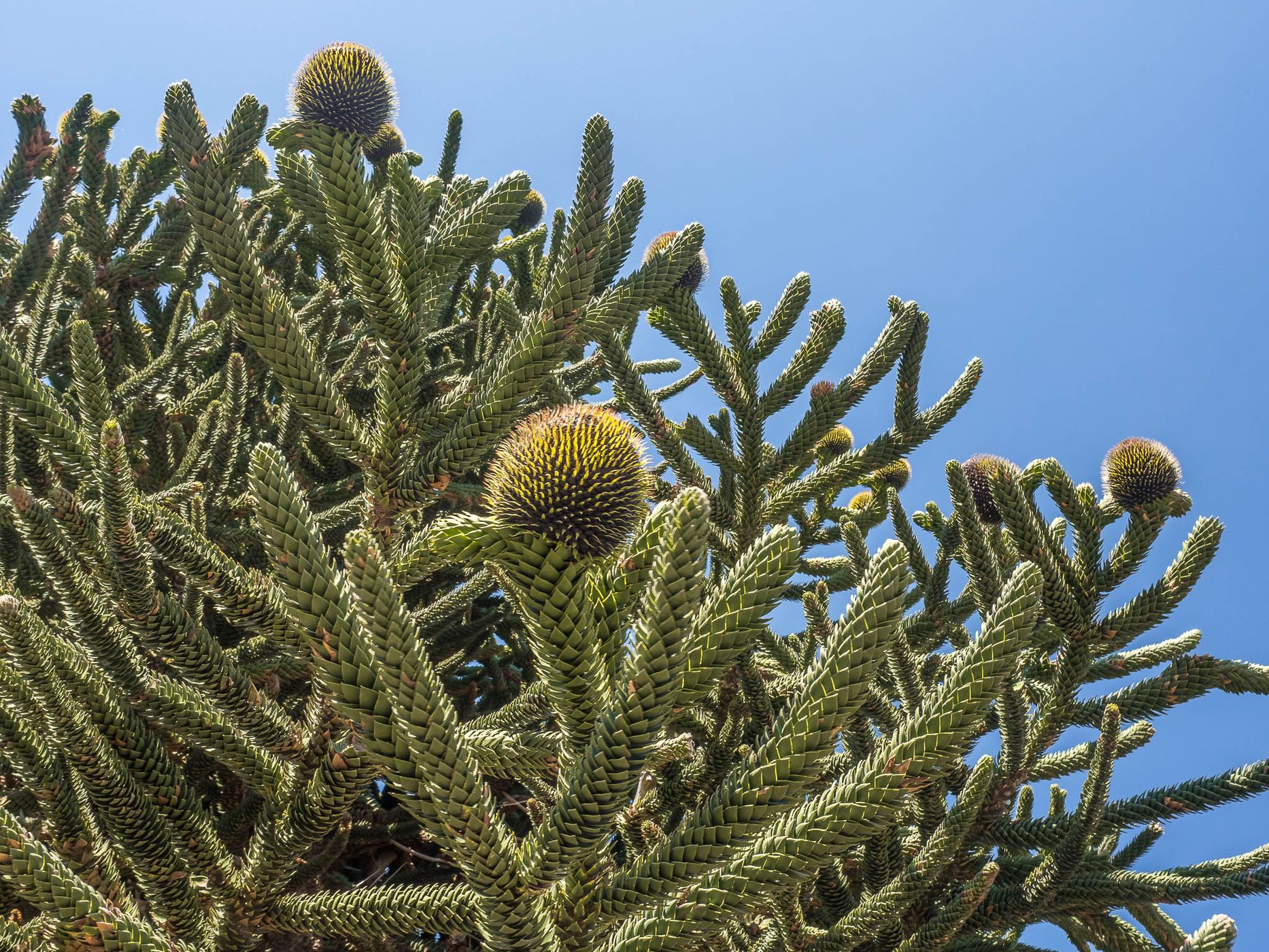 Araucaria in Lanín National Park, Argentina