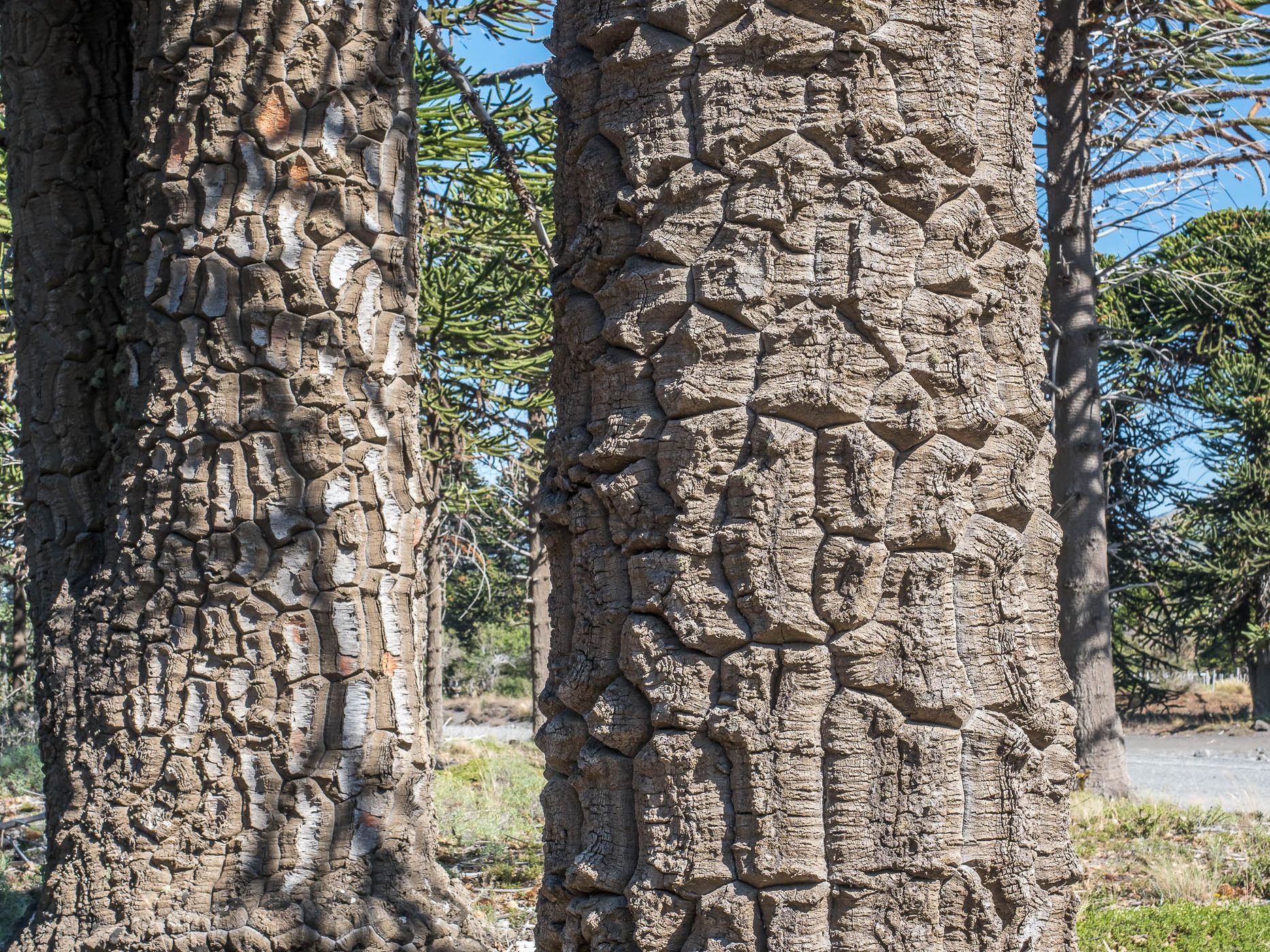 Araucaria in Lanín National Park, Argentina