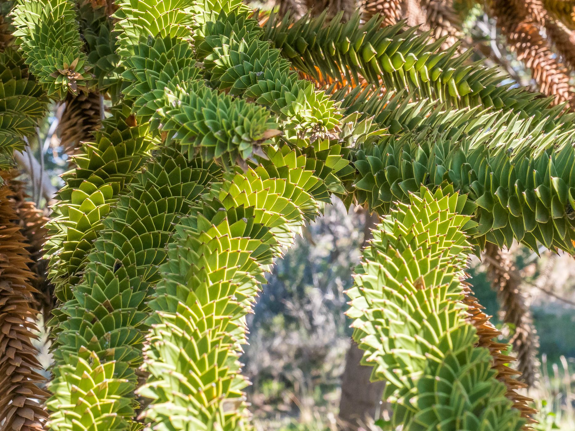Araucaria in Lanín National Park, Argentina