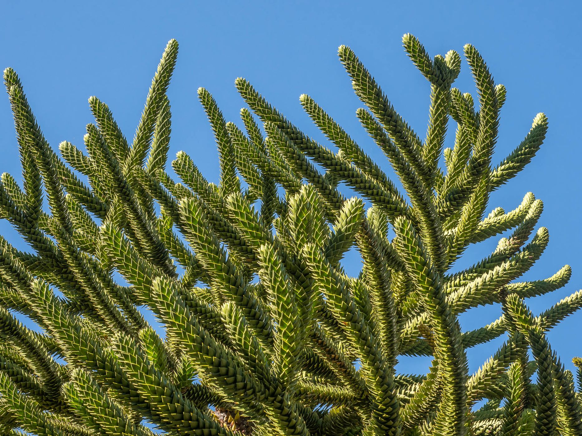 Araucaria in Lanín National Park, Argentina