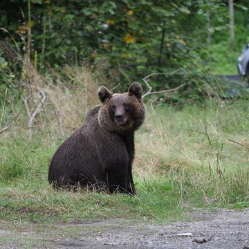 Bearwatching at Vidraru lake, Romania
