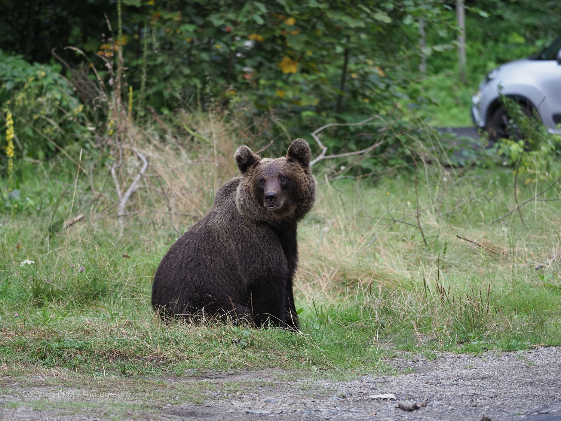 Bearwatching at Vidraru lake, Romania