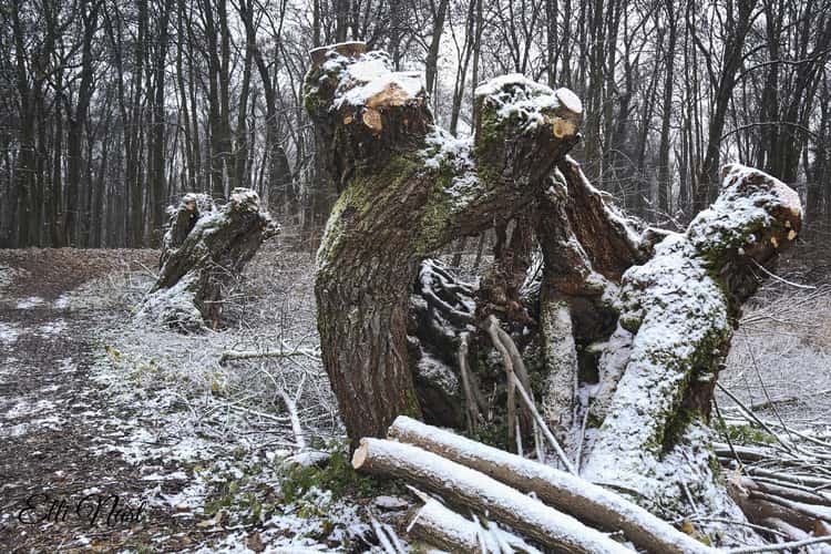 Kühkopf alte Kopfweiden