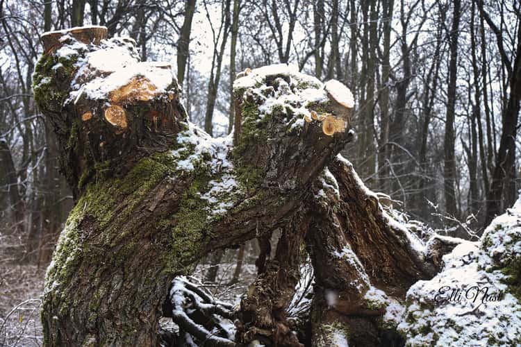 Kühkopf alte Kopfweiden