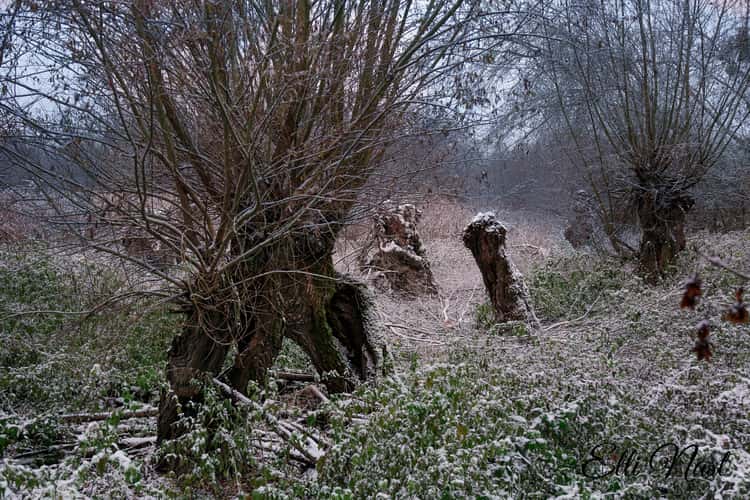 Kühkopf-Zugang Erfelden