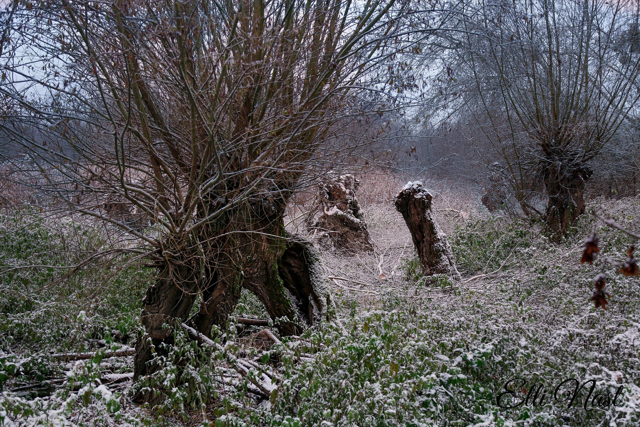 Kühkopf-Zugang Erfelden, Germany