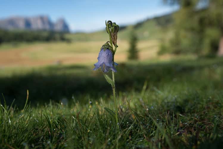 lonely bellflower, Seiser Alm