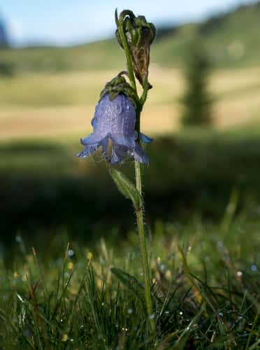 lonely bellflower, Seiser Alm