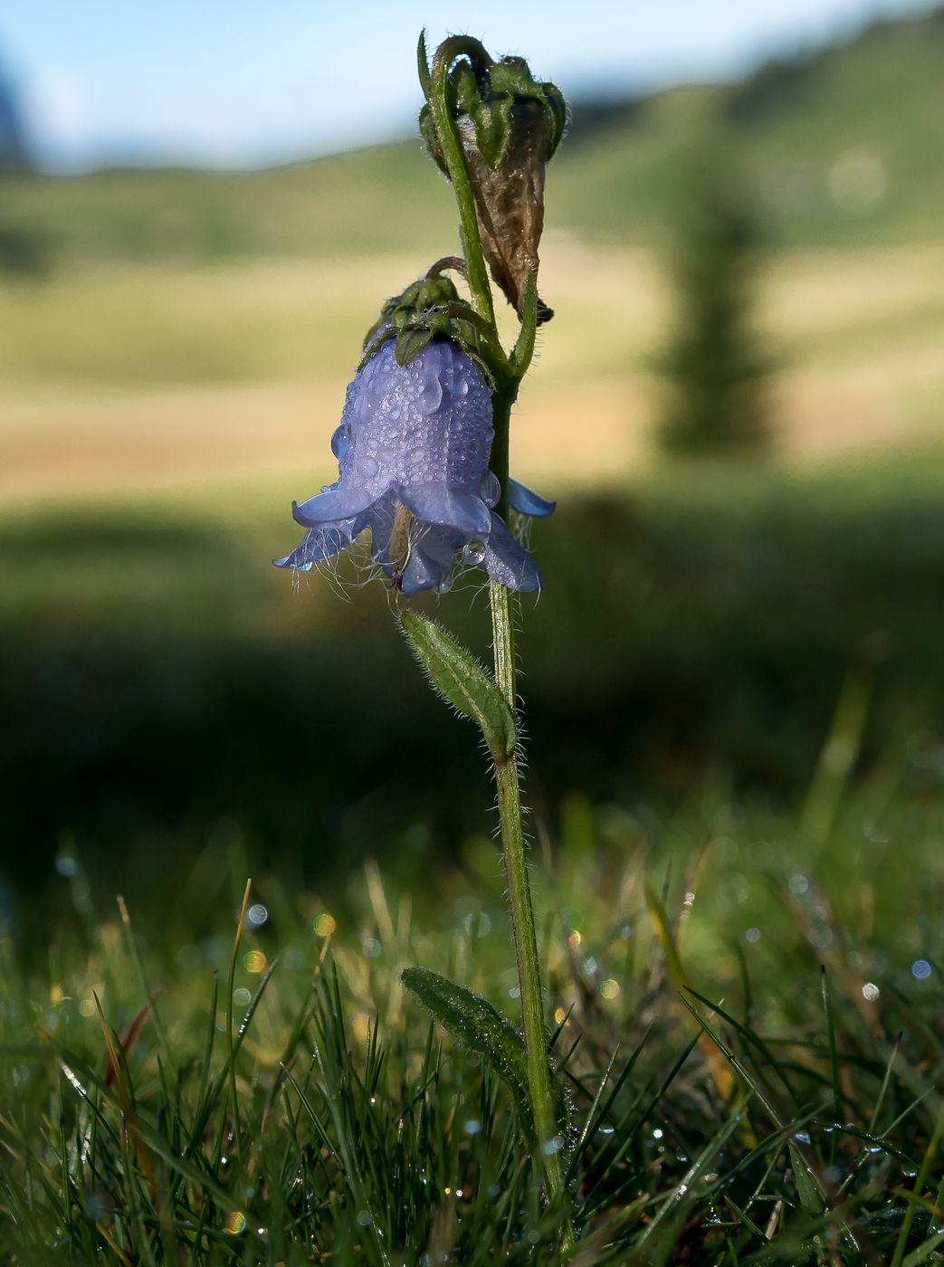 lonely bellflower, Seiser Alm, Italy