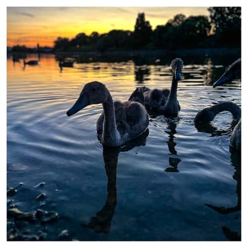 Mortlake Riverside