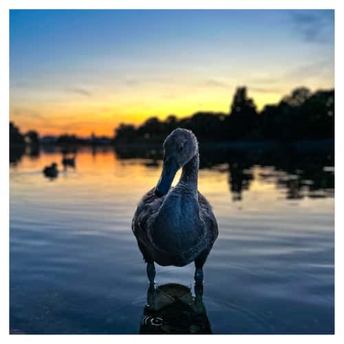 Mortlake Riverside