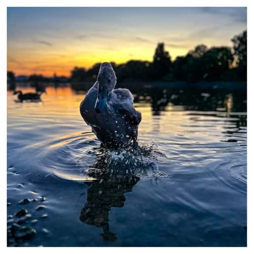 Mortlake Riverside