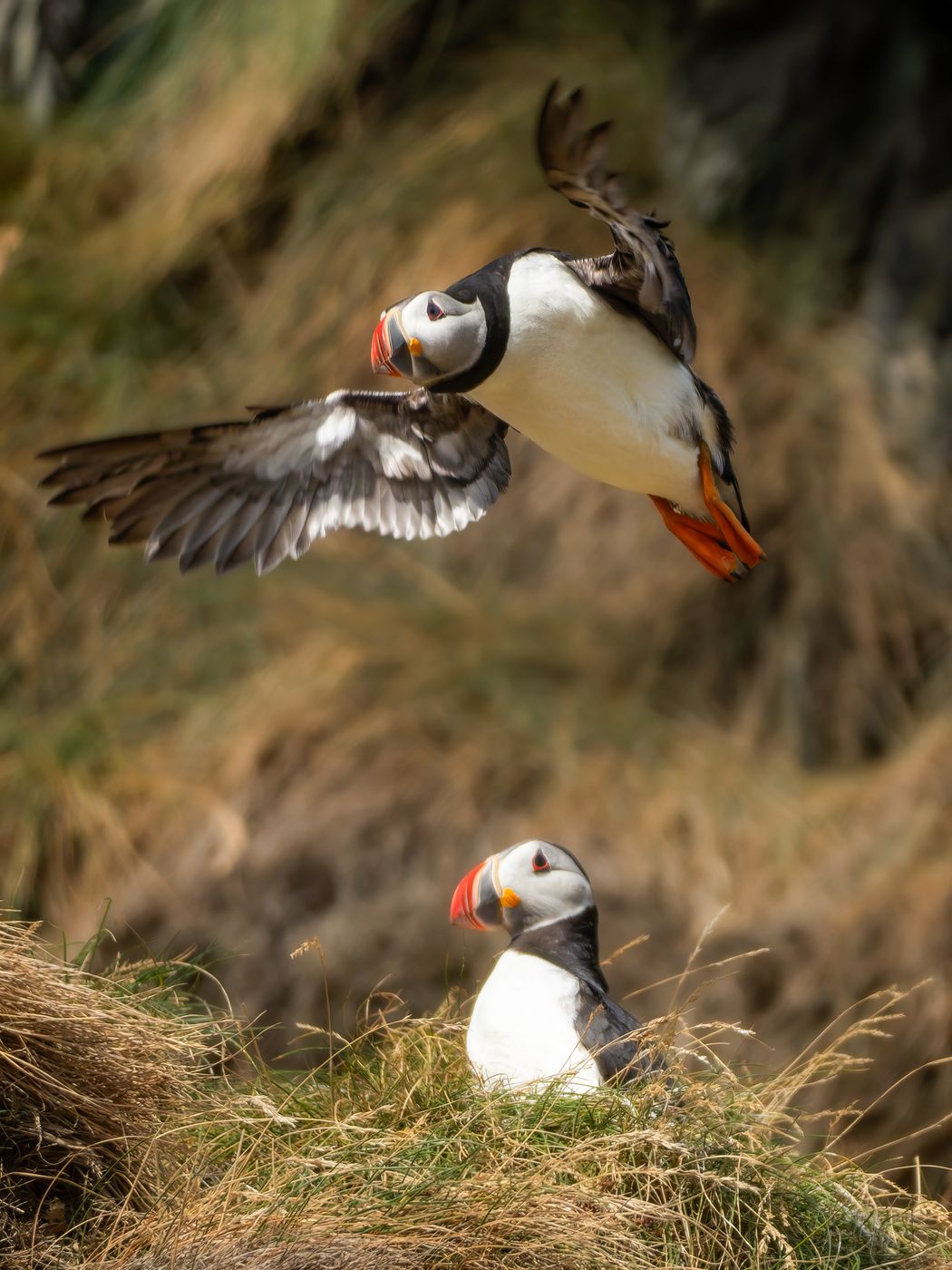 Puffins in the south of Iceland, Iceland