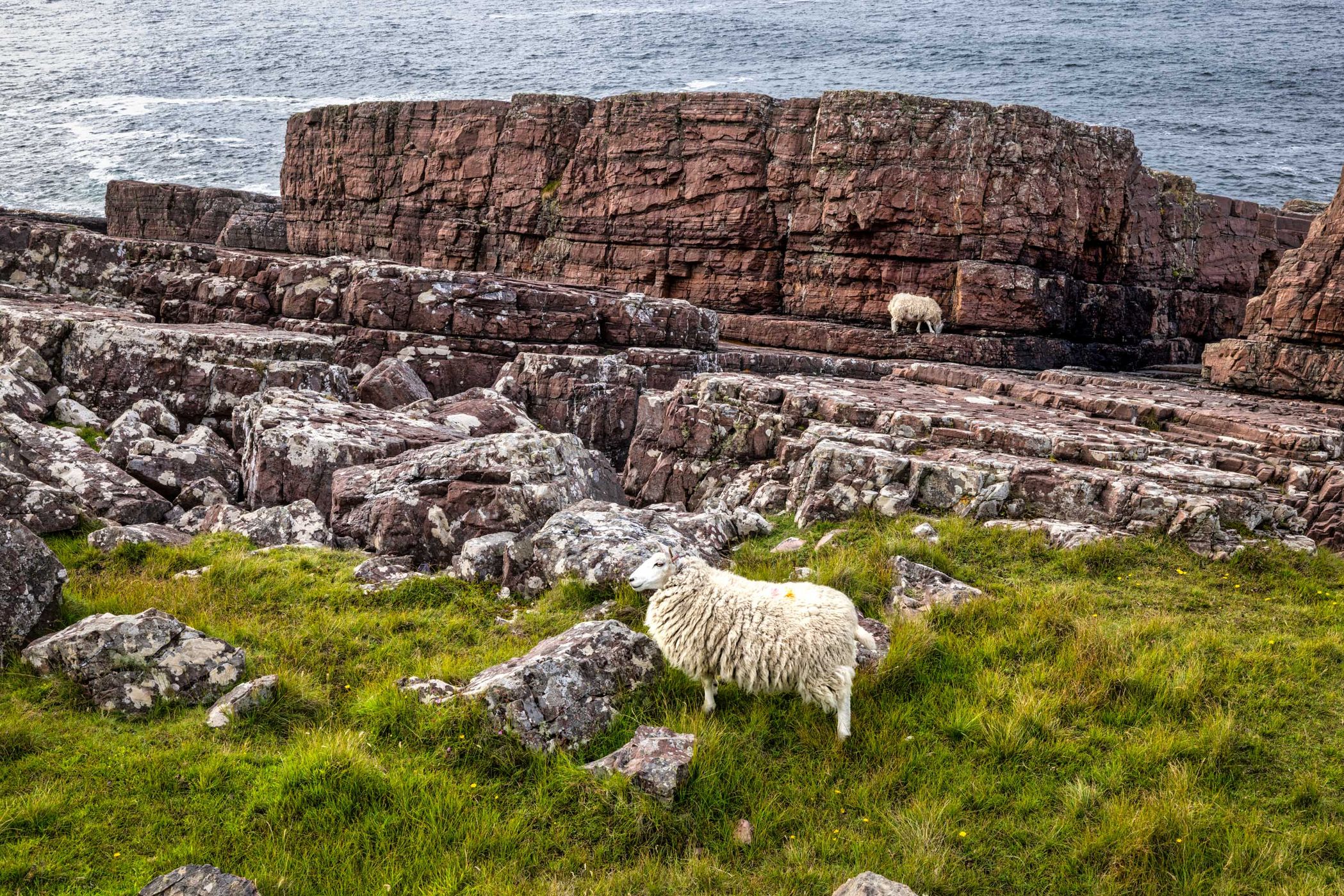 Sheep, Rua Reidh, Camas Mor,, Scotland, UK, United Kingdom